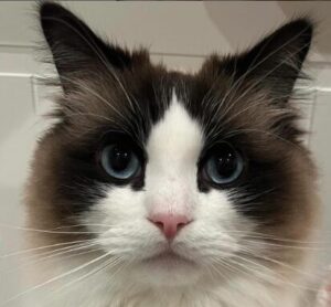 仲里依紗　妹れいな　愛猫コマッタ